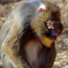 Monkey.D.Last