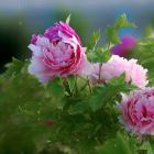 兰花草