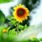 Little_草草