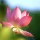 陌上花开—飞儿