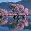 落泪山鹰