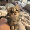 猪教授