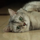 溶溶淡淡
