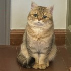       你敢吃芹菜试试。