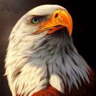 又见阳光照耀