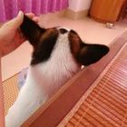 风竹秋韵