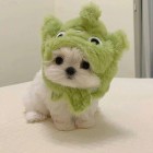 Samson^大梨