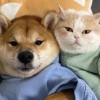 稚爱