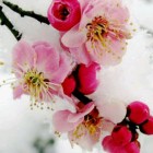 红梅傲雪