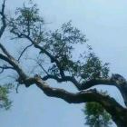 SUXIN