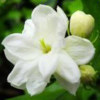 Jasminum sambac