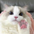 賣萌の小行家