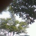 暖风醉柳梻烟