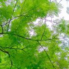 蒲公英的约定