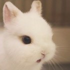 最初の回忆