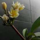 sunny