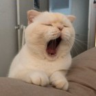 二十四桥