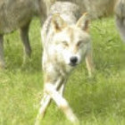 狼行千里
