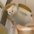 风悟言