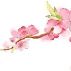 玲子