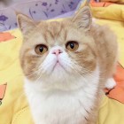 会飞的猪