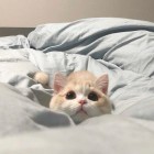 向日葵