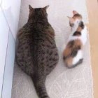 G、Young
