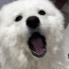 ゞ、洫飋、羪猽羽