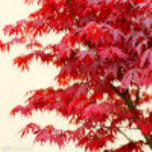 紅楓
