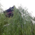 ↙匆匆 、过客
