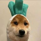她，似春水映梨花
