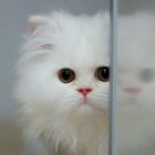 梅—成长