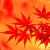 红叶流丹