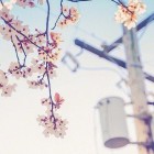 一曲苍凉错╰︶落成伤゛