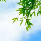 馨子