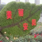 飞鸟