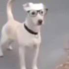 丫丫