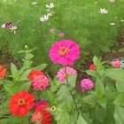 荒野↑の野玫瑰
