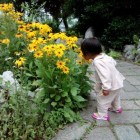 花与爱丽丝
