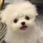 天若有晴
