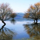 山楂树