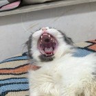 黑白灰