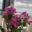 Jasmin