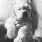 小糊涂仙