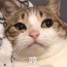 ______ ：丶蚊子っ