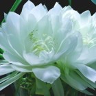 雪凌花