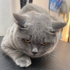 (り 敷衍╰╮