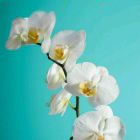 ①種菋檤