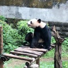 晤喑