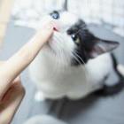 小狐不归
